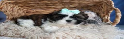 Shih Tzu dogs for sale: HANNAH - Ad 13