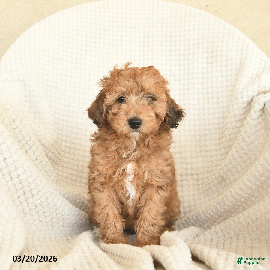 Miniature Poodle dogs Butterscotch - Ad 1