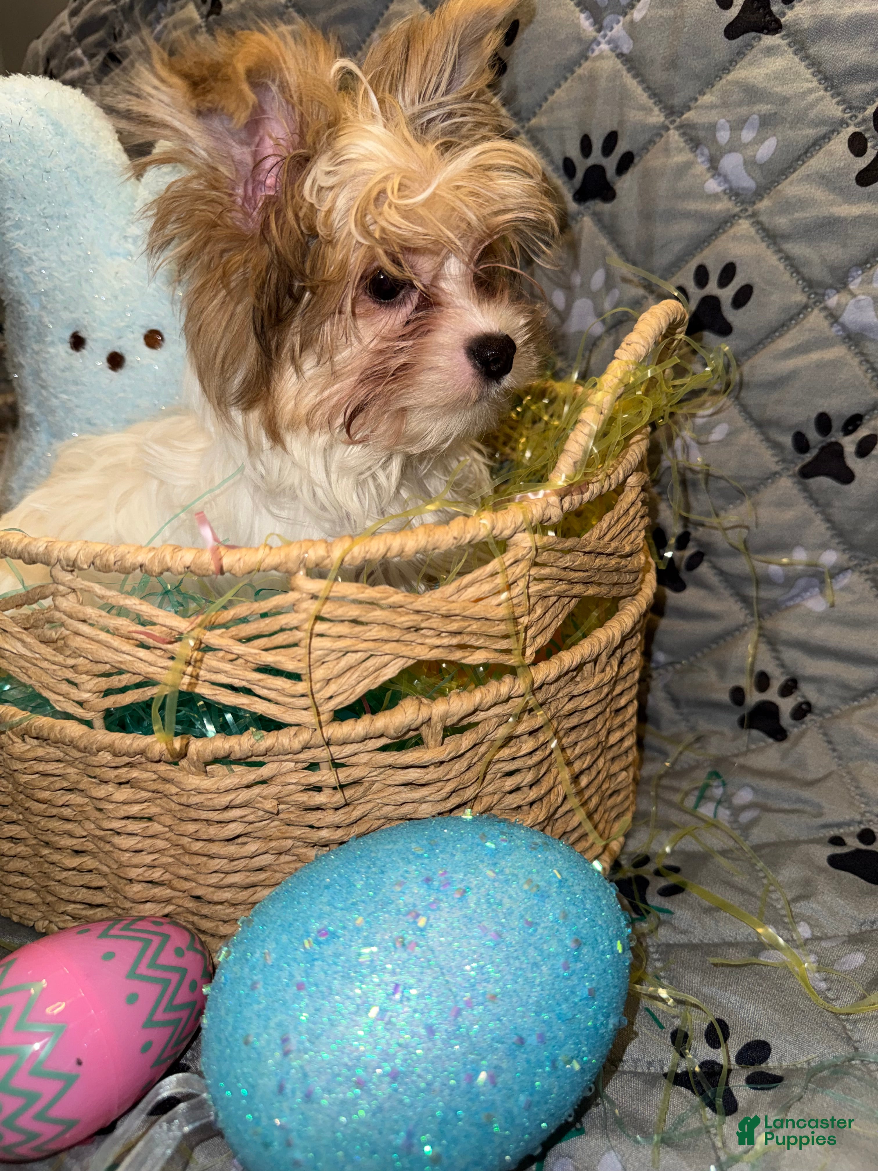 Yorkshire Terrier dogs for sale: Blaze - Ad 6
