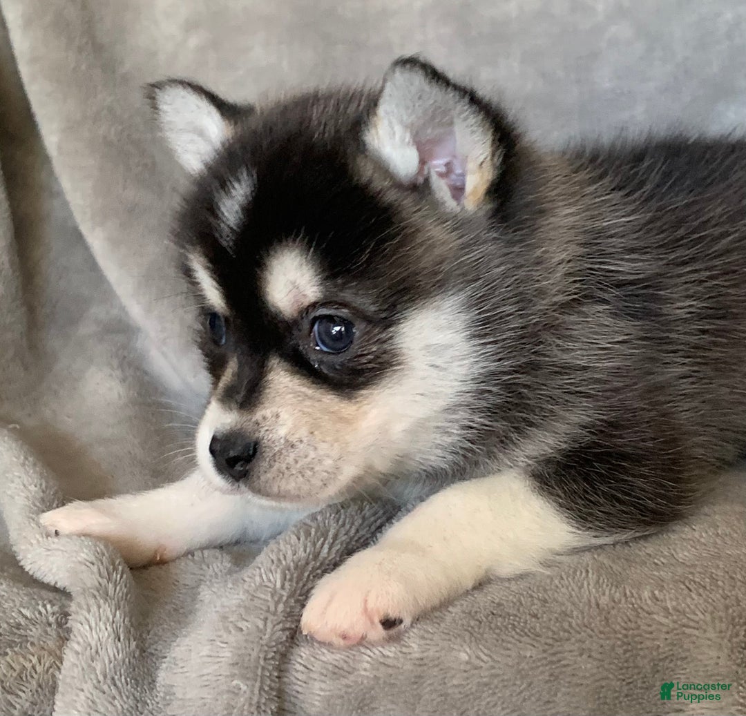 Alaskan Klee Kai dogs for sale: Tiny 2 lbs Cutie~ PEBBLE~!!! - Ad 6