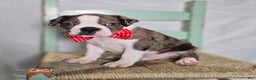 Boston Terrier dogs for sale: Chase - Ad 5