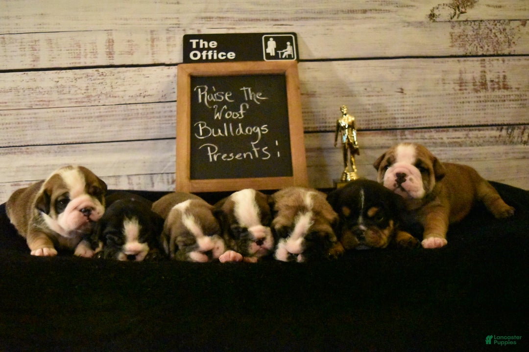 English Bulldog dogs for sale: Phyllis - Ad 12