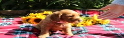 Mixed Breed dogs for sale: Posey - Irish Goldendoodle  - Ad 26