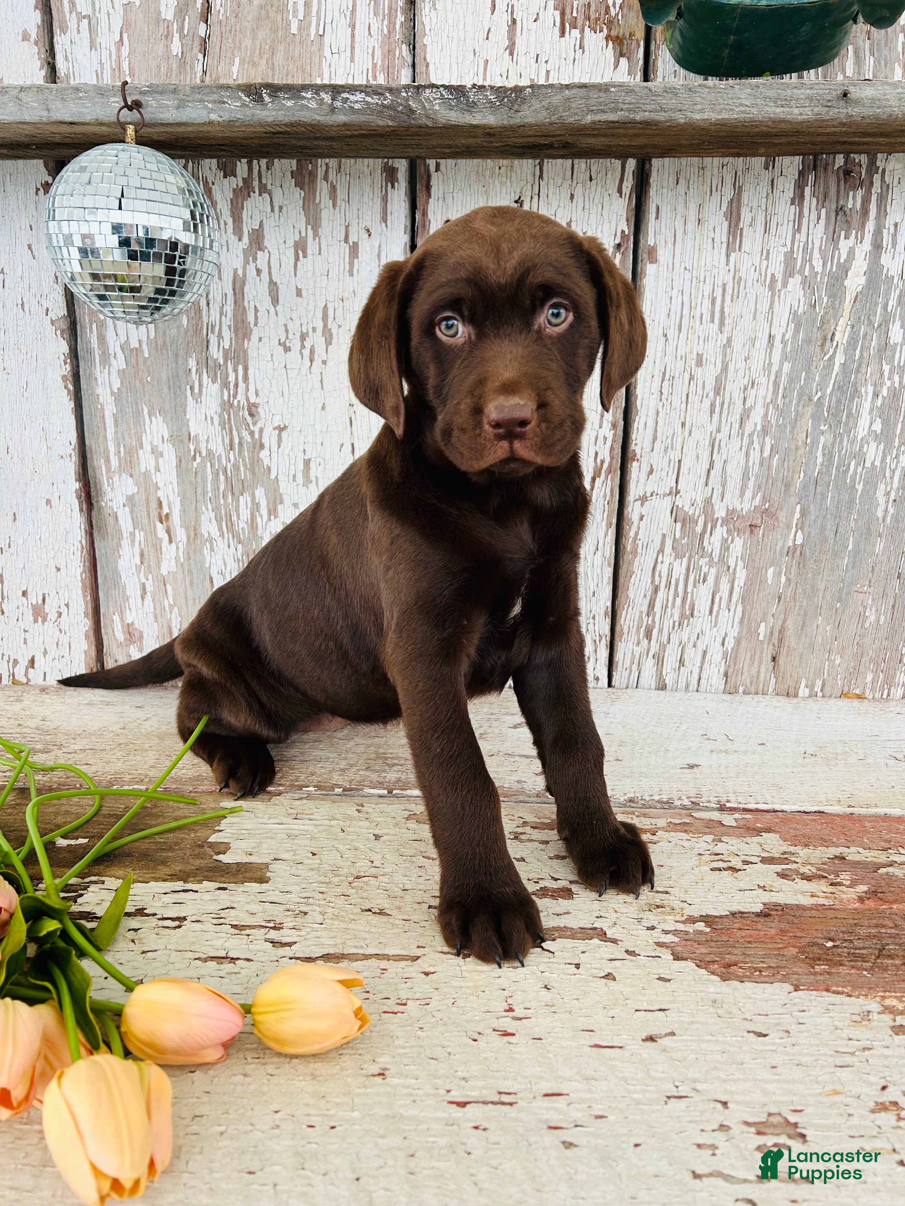 Labrador Retriever dogs Lilly - Ad 1