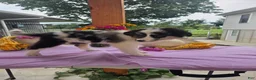 Australian Shepherd dogs for sale: Molly - Ad 9