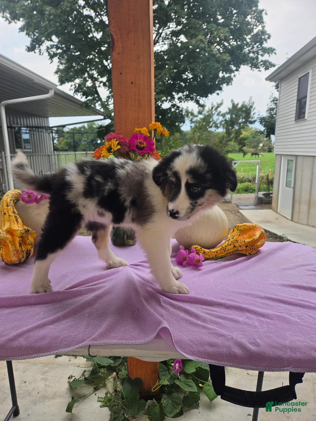 Australian Shepherd dogs for sale: Molly - Ad 9