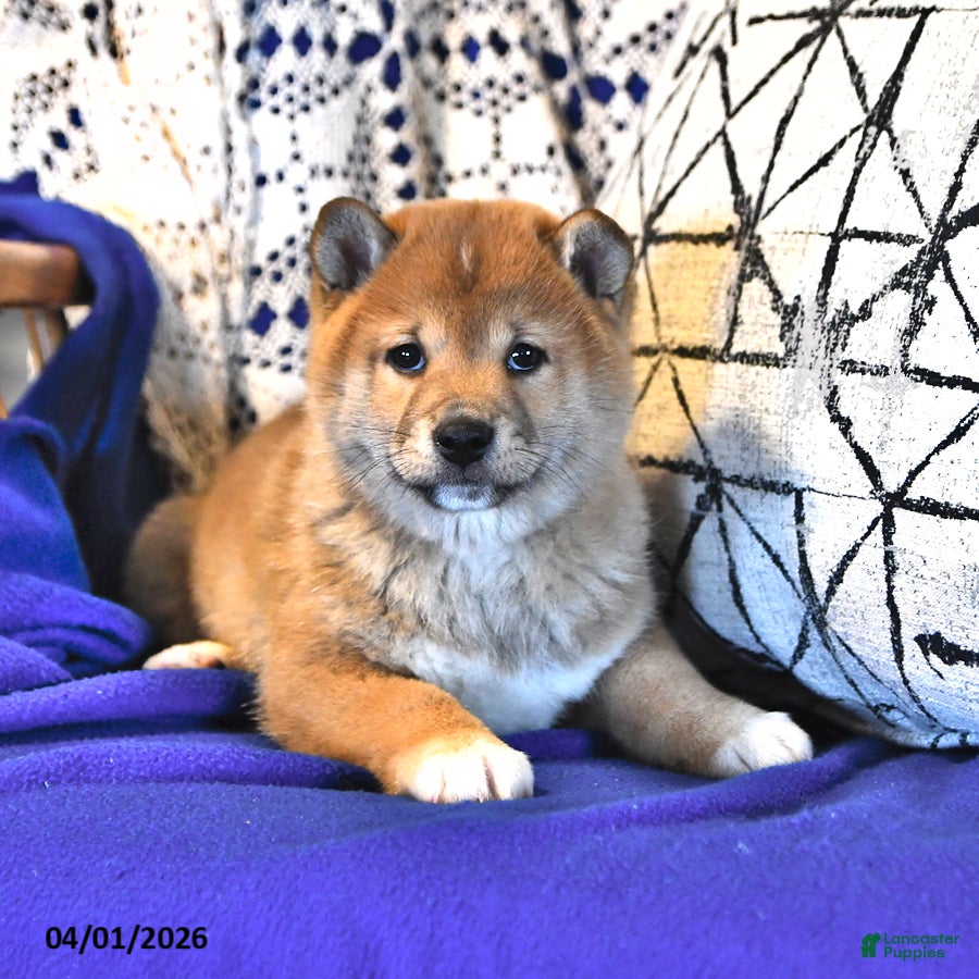 Shiba Inu dogs Riley Jake - Ad 1