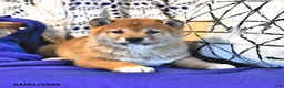 Shiba Inu dogs for sale: Riley Jake - Ad 7