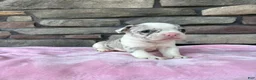 Frenchton dogs for sale: Daisy  - Ad 2