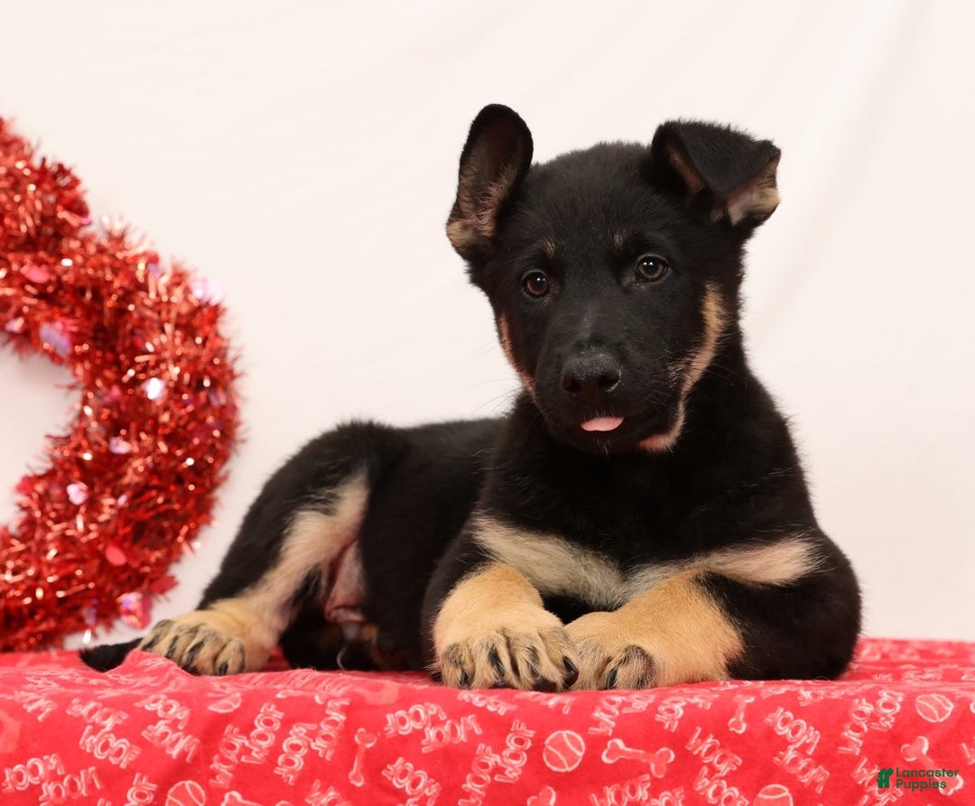 German Shepherd dogs for sale: Marshall - Ad 2