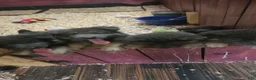 German Shepherd dogs for sale: Omelette  - Ad 3