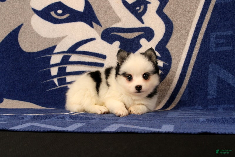 Pomsky dogs Liberty - Ad 1