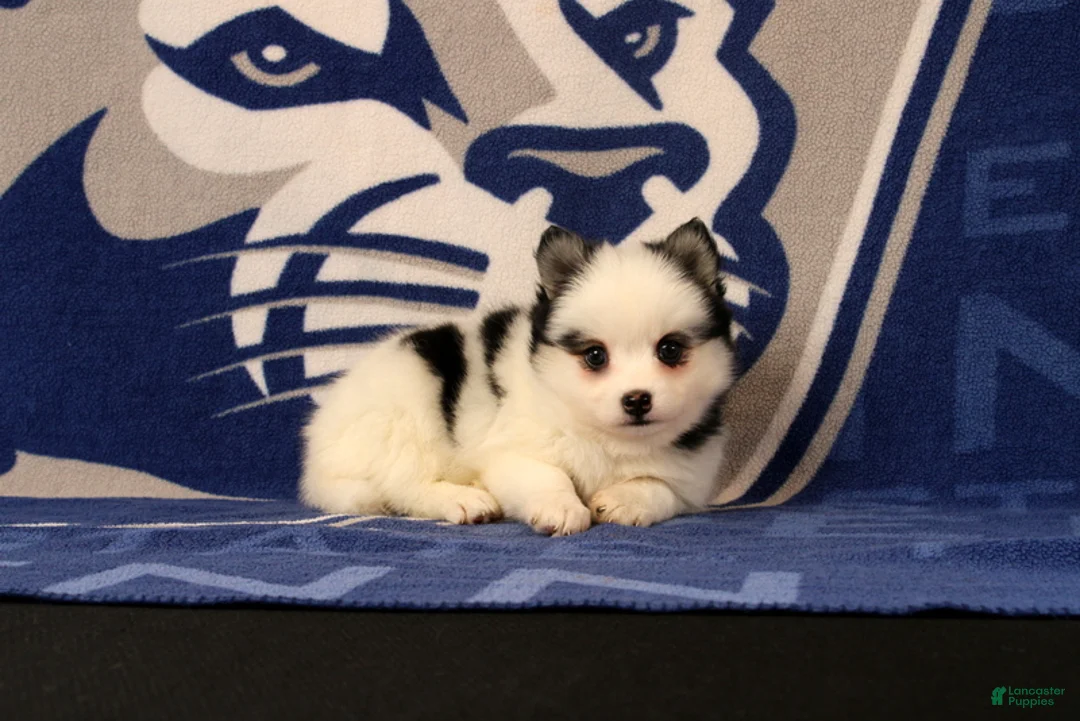 Pomsky dogs for sale: Liberty - Ad 1