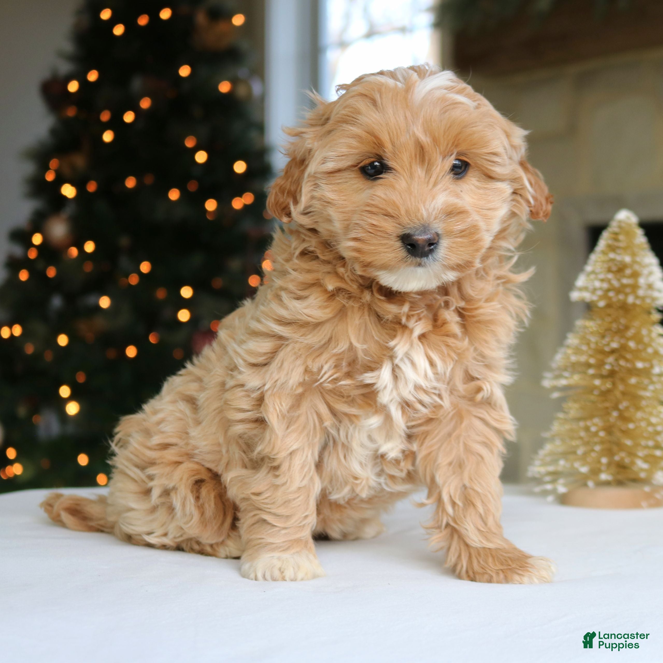 Mini Goldendoodle dogs Daisy  - Ad 21