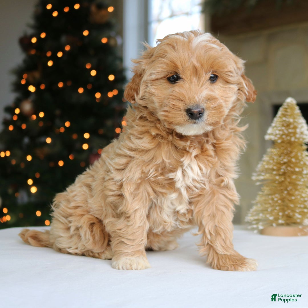 Mini Goldendoodle dogs for sale: Daisy  - Ad 1