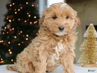 Mini Goldendoodle dogs Daisy - Ad 24