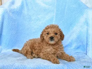 Miniature Poodle dogs for sale: Satin - Ad 2