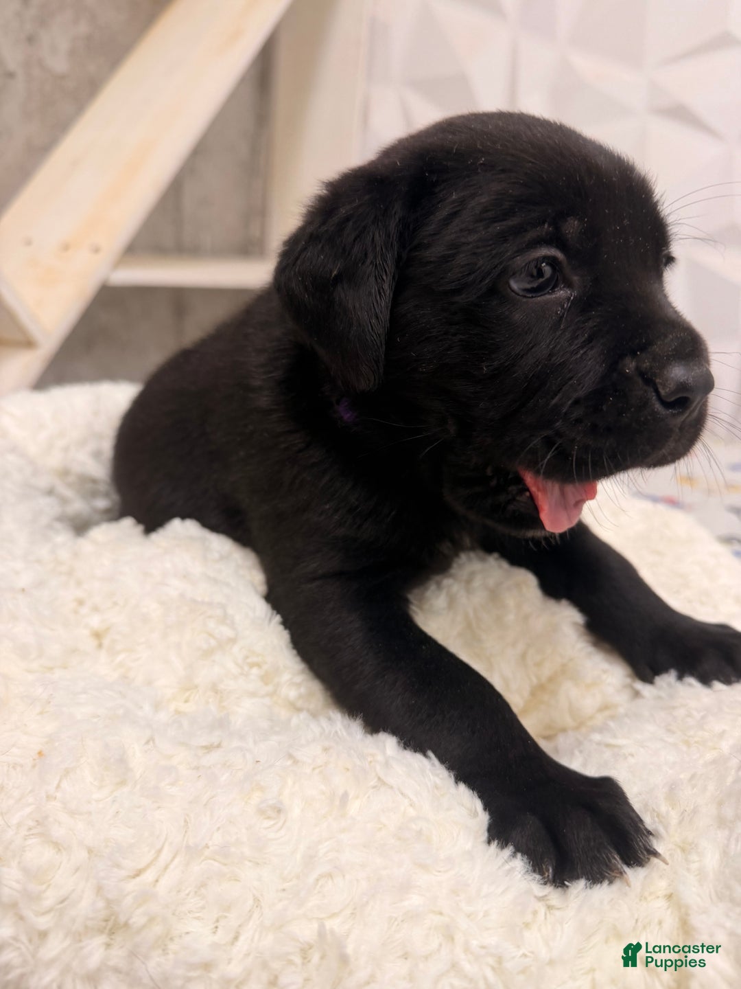 Cane Corso dogs for sale: Cane Corso Puppy 1 - Ad 3