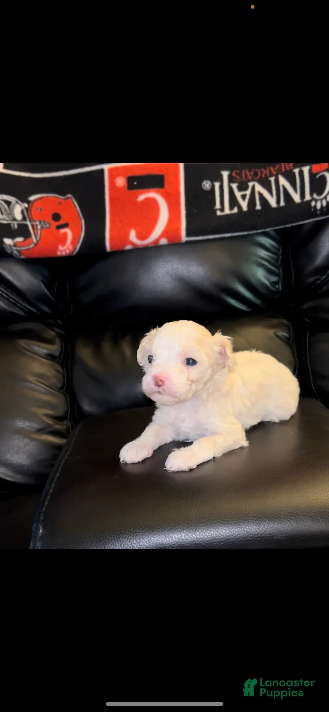 Maltipoo dogs for sale: Maltipoo Puppy 1 - Ad 1