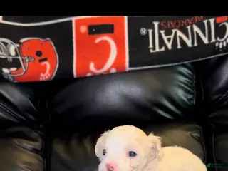 Maltipoo dogs Maltipoo Puppy 1 - Ad 32