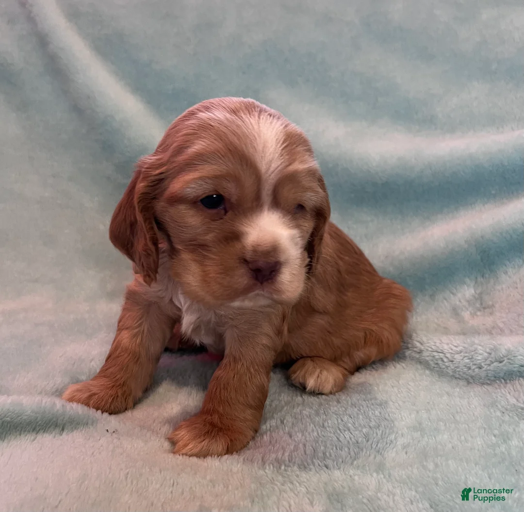 Cocker Spaniel dogs for sale: Bear  - Ad 3