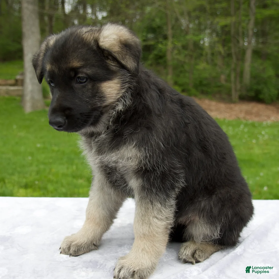 German Shepherd dogs for sale: Lily - Ad 2