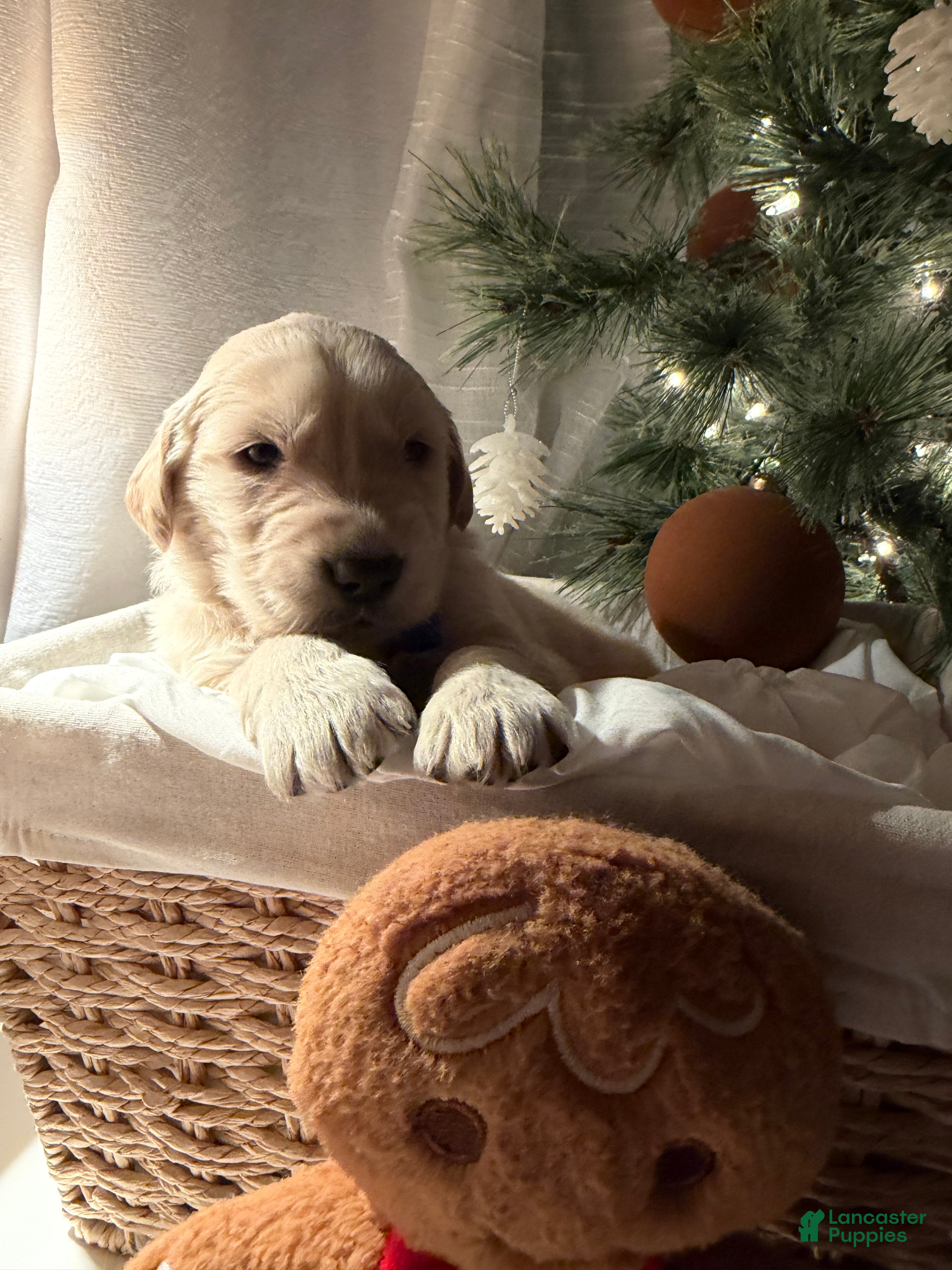 Golden Retriever dogs Luka  - Ad 19