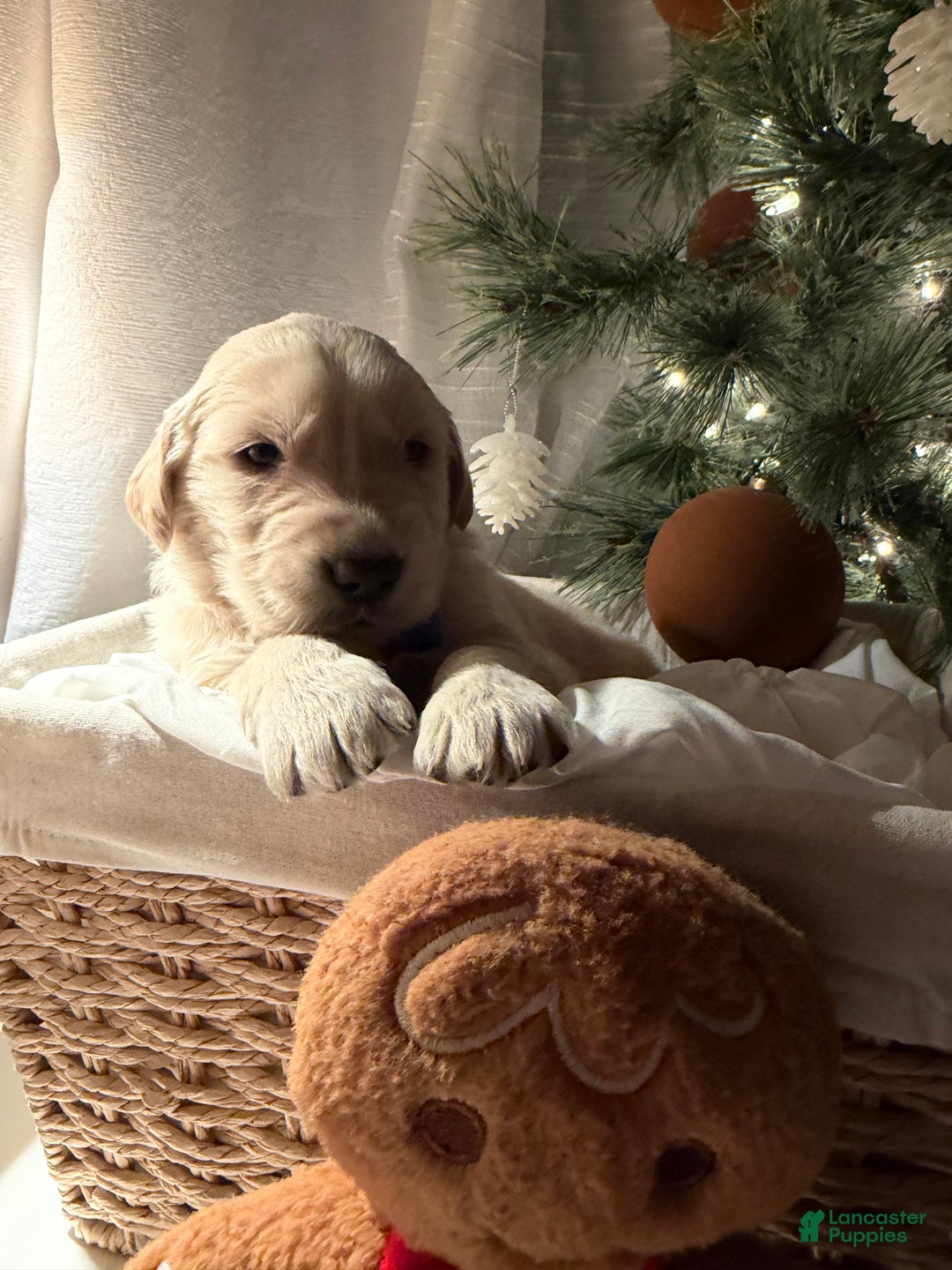 Golden Retriever dogs for sale: Luka  - Ad 1