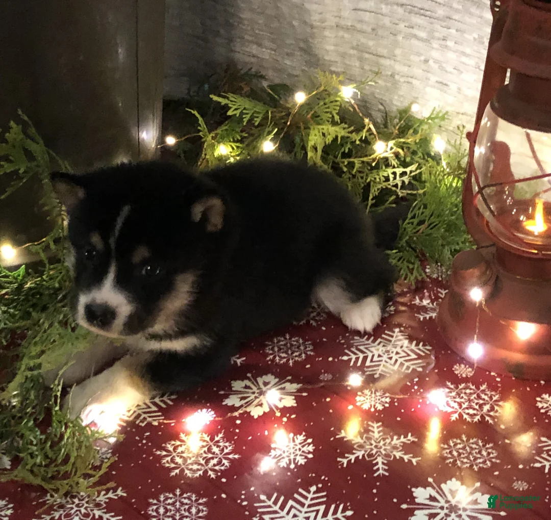 Gallery Image {{count}}