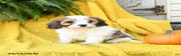 Cavachon dogs for sale: Holly - Ad 5