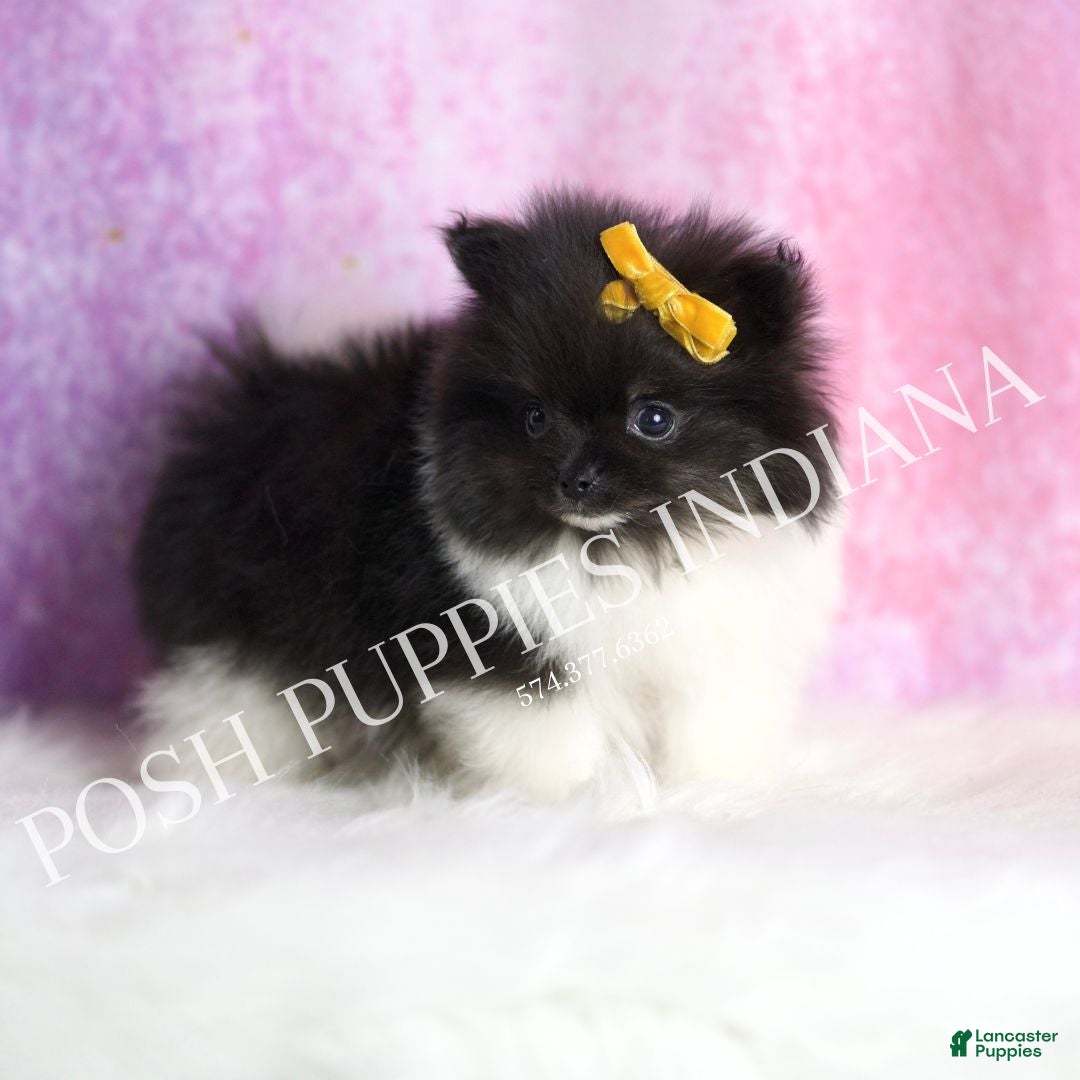 Pomeranian dogs for sale: Oreo - Ad 3