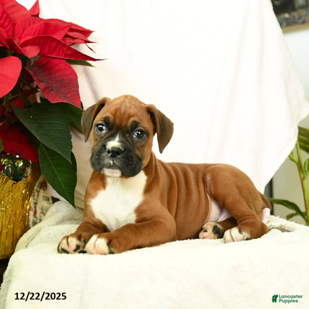 Boxer dogs for sale: Snowman - Ad 4
