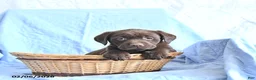 Labrador Retriever dogs for sale: Dylan - Ad 3