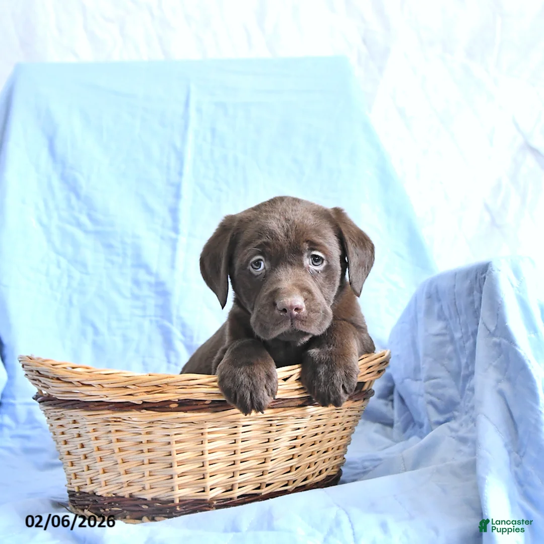 Labrador Retriever dogs for sale: Dylan - Ad 3