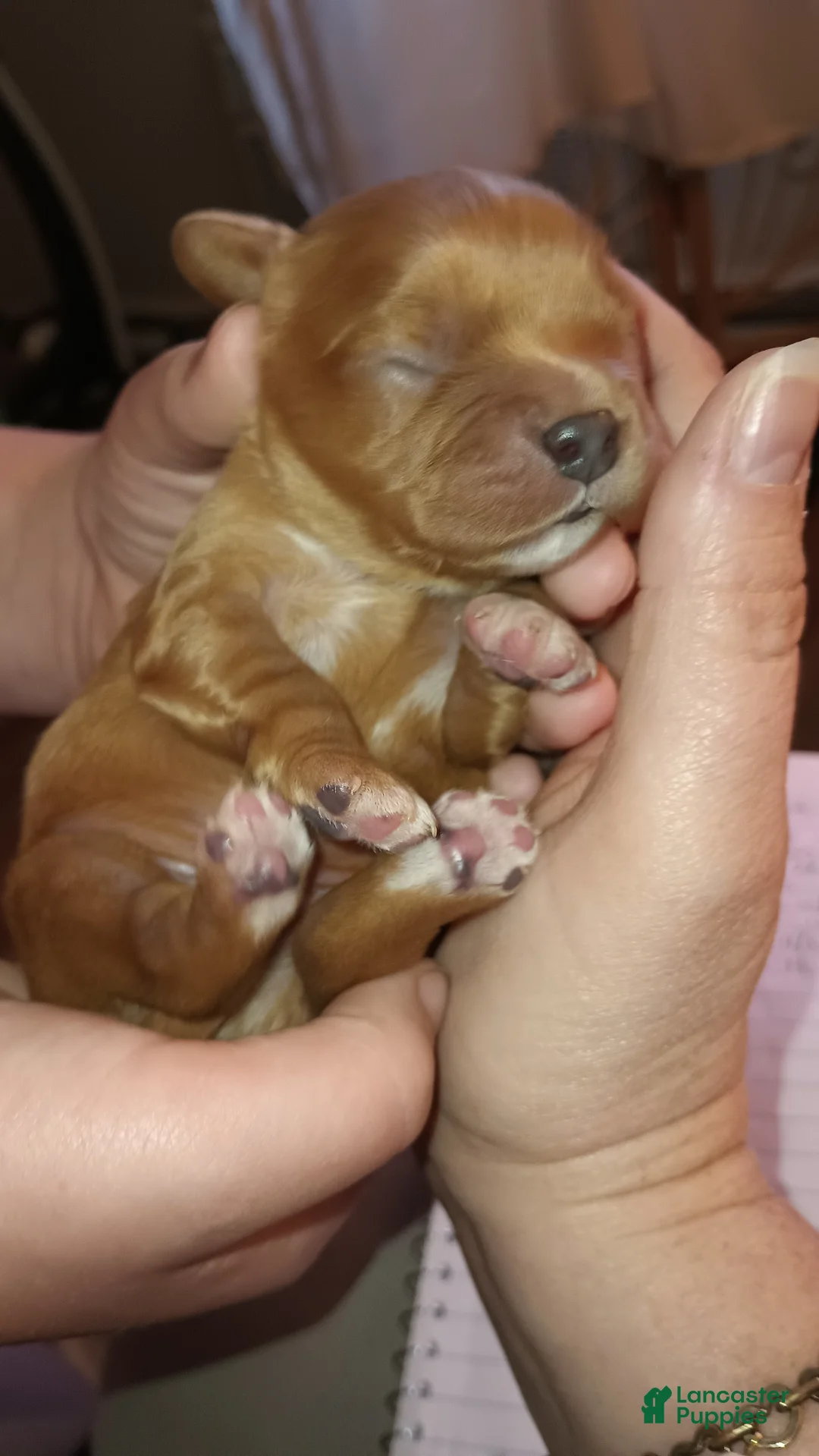 Gallery Image {{count}}