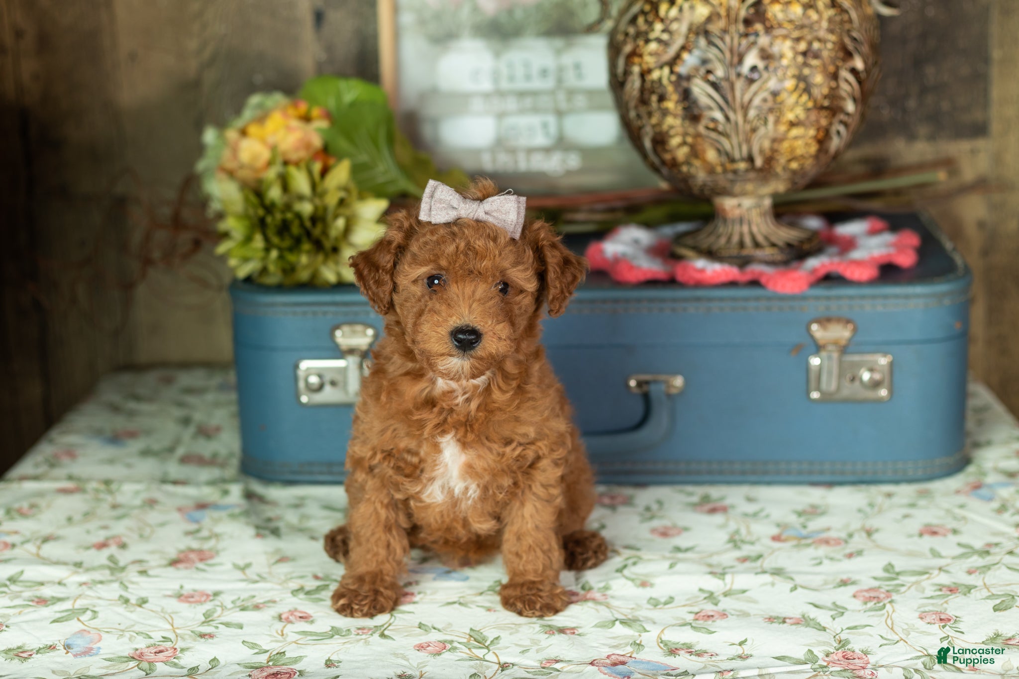 Mixed Breed dogs Kimberly  - Ad 20