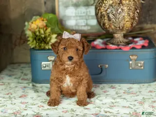 Mixed Breed dogs Kimberly - Ad 20