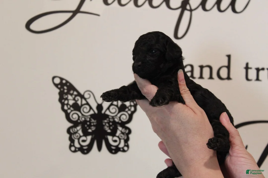Toy Poodle dogs for sale: Girl  - Ad 3