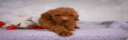 Miniature Poodle dogs for sale: Jake - Ad 11