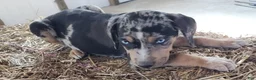 Catahoula Leopard Dog dogs for sale: Duchess 2026 Male 5 - Ad 16