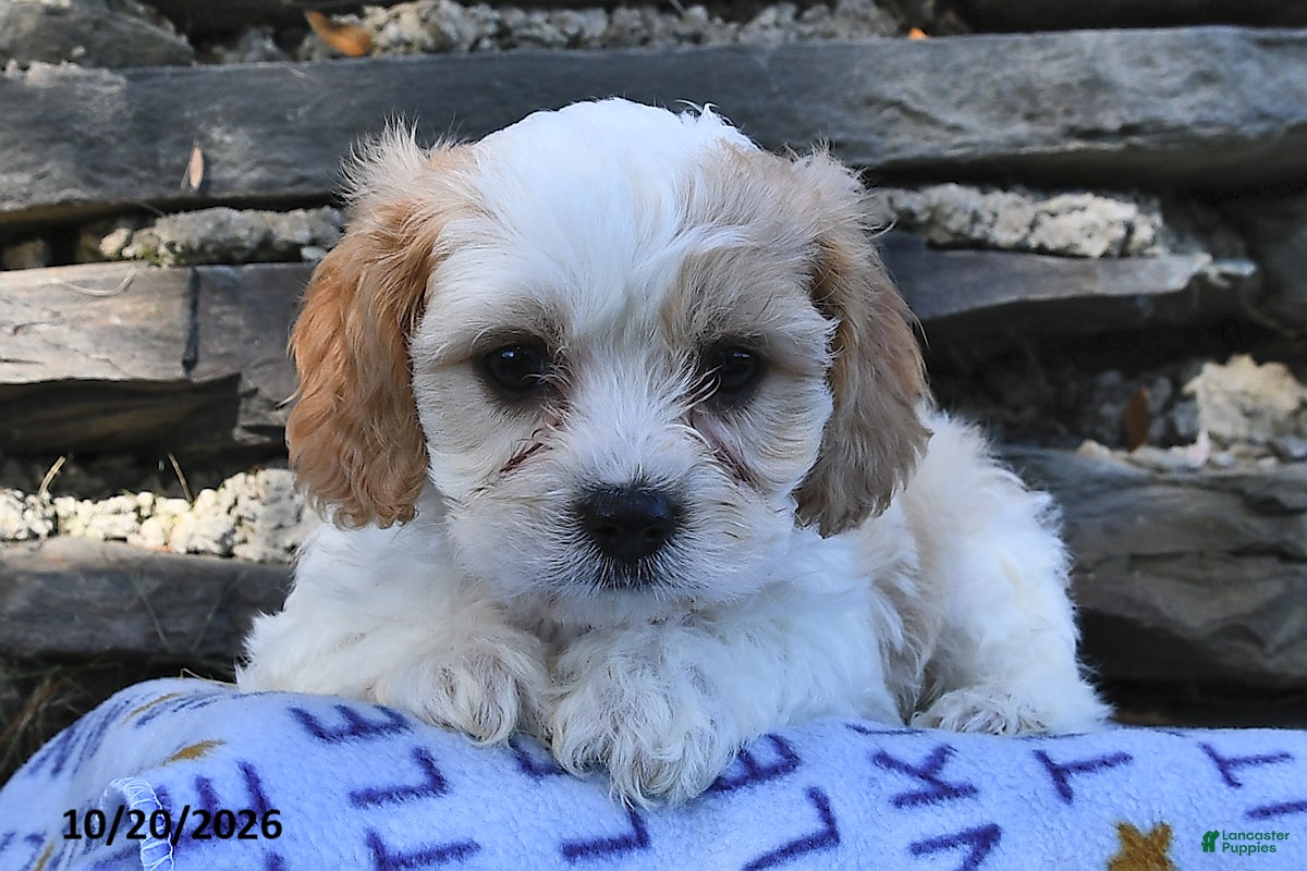 Cavachon dogs for sale: Teddy  - Ad 1
