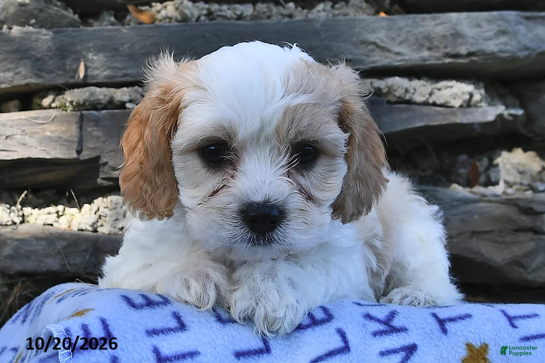 Cavachon dogs for sale: Teddy  - Ad 1