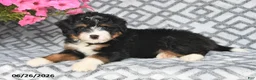 Mini Bernedoodle dogs for sale: Tony - Ad 10