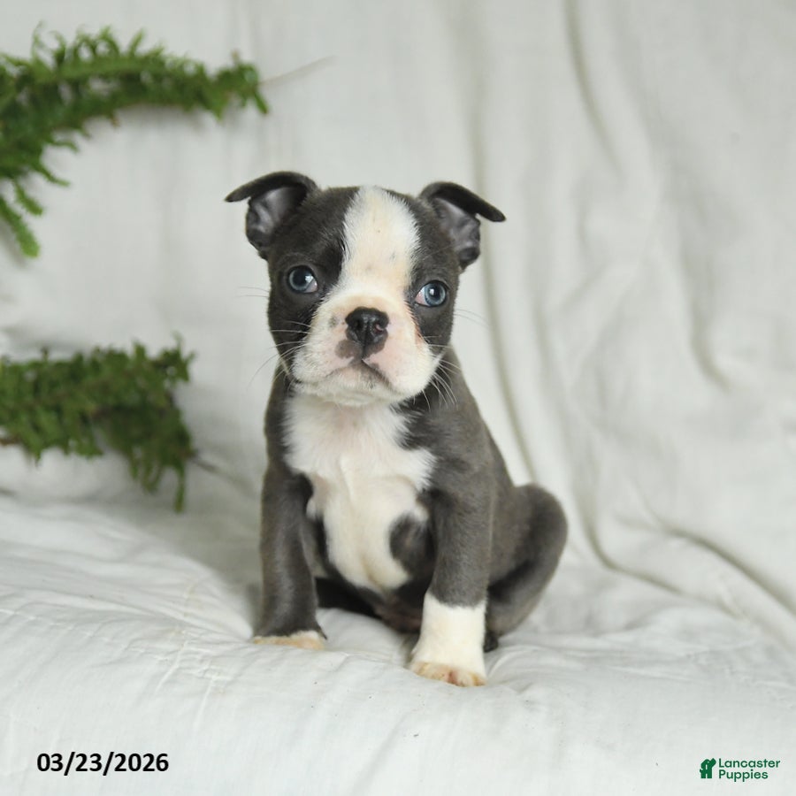 Boston Terrier dogs Carter - Ad 2