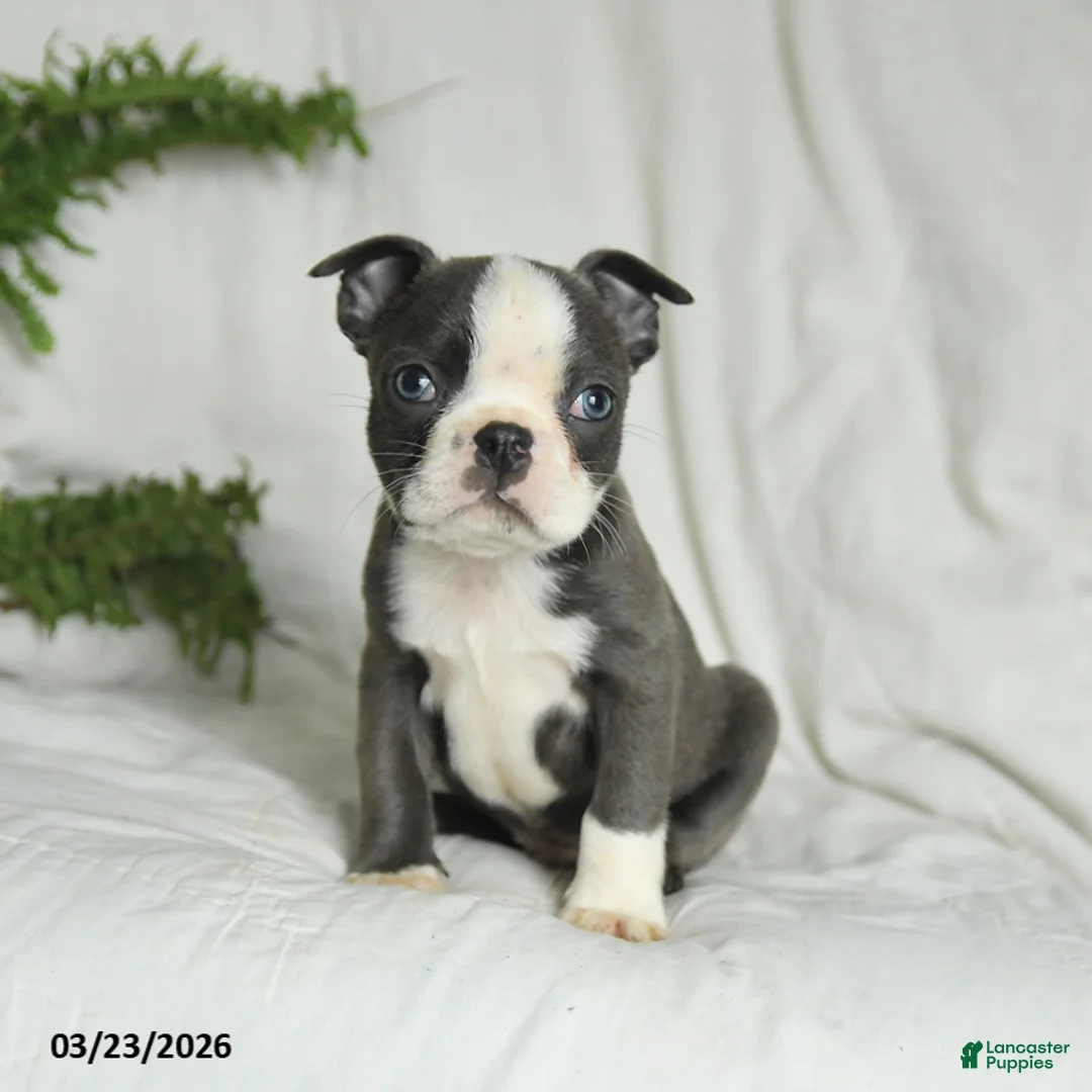 Boston Terrier dogs for sale: Carter - Ad 2
