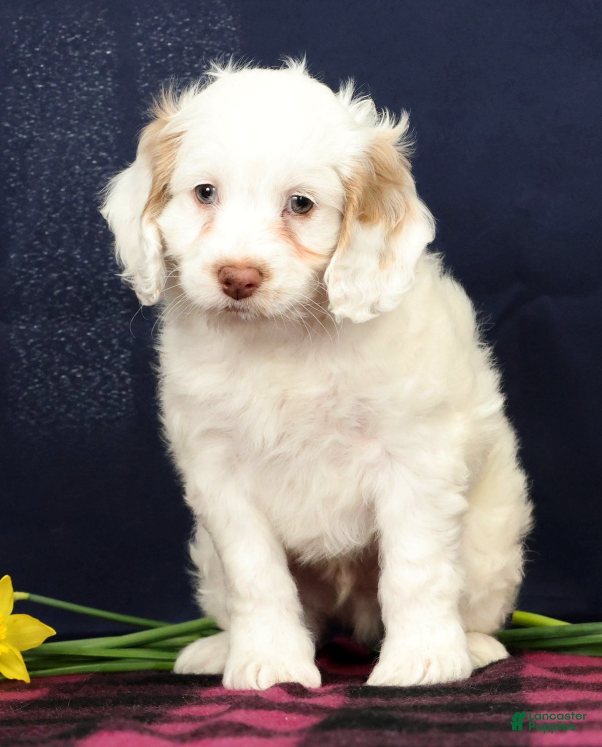 Cockapoo dogs Butter Boy - Ad 1