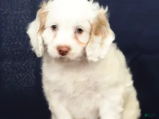 Cockapoo dogs for sale: Butter Boy - Ad 2