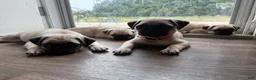 Pug dogs for sale: jessie orange collar - Ad 7