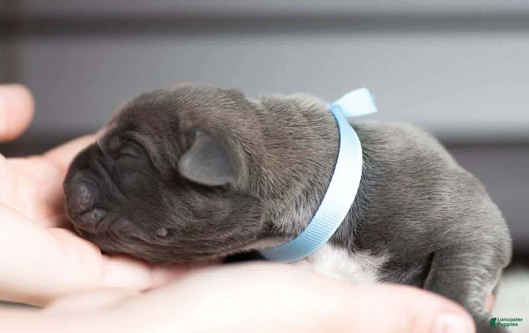 Cane Corso dogs for sale: Titan Bones Royal Majesty  - Ad 3