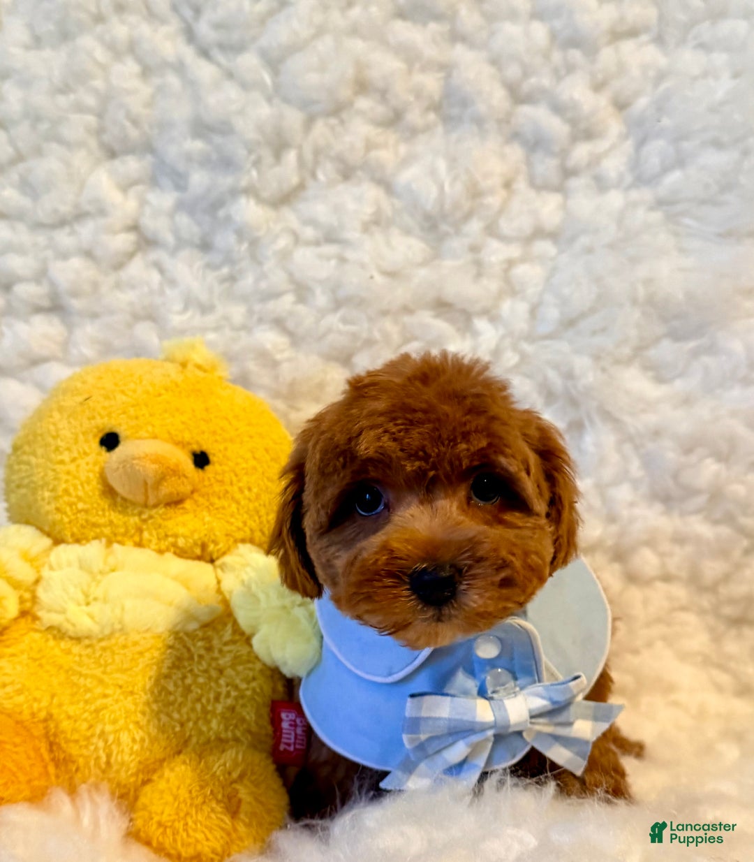 Toy Poodle dogs for sale: Sugar Bear - Ad 6